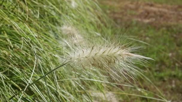 Fontanna Trawa Pennisetum Przeniesiony Przez Wiatr Ogrodzie Letnim Makro — Wideo stockowe