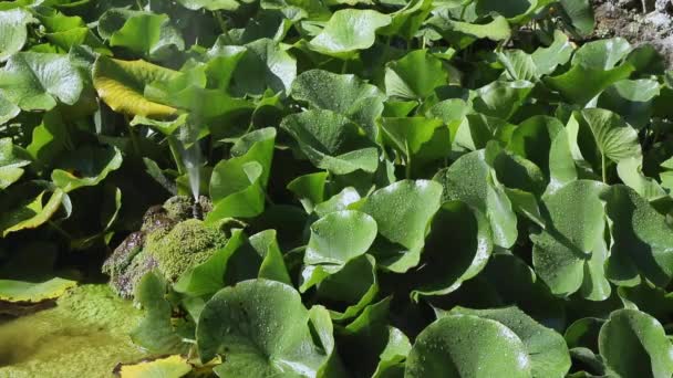 Sprinkleranlage Auf Grünen Wasserpflanzen Garten Glänzende Wassertropfen Auf Blättern Ein — Stockvideo