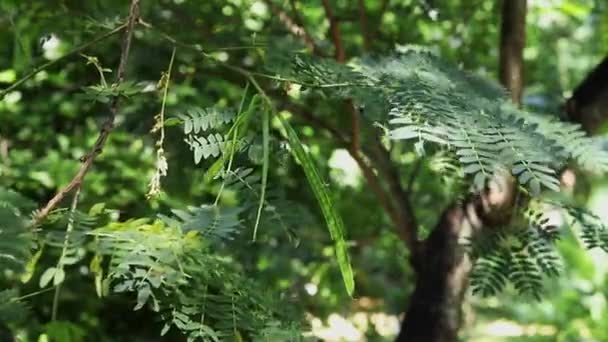 Schönes Grünes Laub Und Schoten Des Bleibaums Leucaena Oder Jumbay — Stockvideo