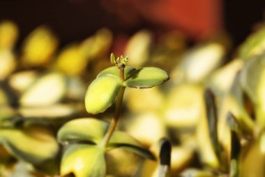 Güzel etli bitki yakın çekim