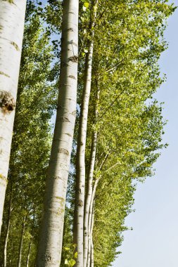 Aspen ağaçlarının yetiştirilmesi