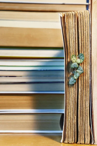 Books and plant — Stock Photo, Image