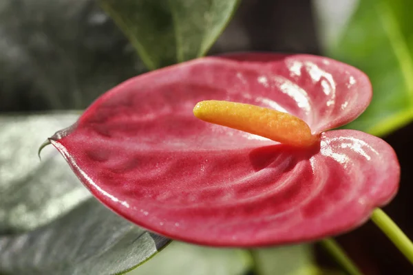 Détail de la plante anthurium rouge — Photo