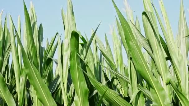 Gebied Van Maïs Een Zonnige Dag Groene Bladeren Close Een — Stockvideo