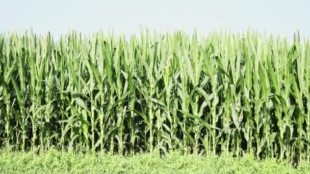 Campo Milho Dia Ensolarado Ventoso Talos Longos Com Folhas Verdes — Vídeo de Stock