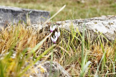 Wild  cyclamens 