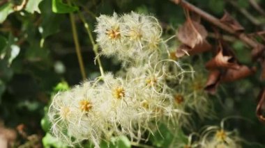 Clematis vitalba güzel tohum kümeleri - gezgin sevinç veya yaşlı adam sakal - , istilacı bitki tırmanma çalı , yeşil yapraklara karşı parlak tohum kafaları 