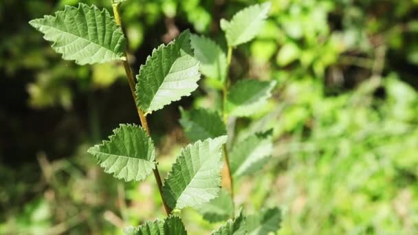 エルムの木の緑の新鮮な葉 鋸歯状の余白とアキュミネート頂点を持つ葉を持つ小さな茎 それは晴れと風の強い日です — ストック動画