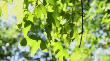 Güzel yeşil akçaağaç yaprakları - Montpellier akçaağaç - rüzgarlı bir günde, üç yapraklı, makro lens