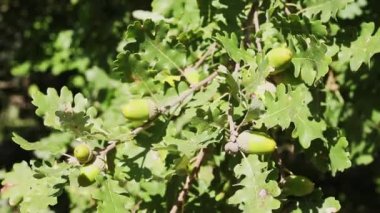Downy Oak 'ın bir kolu olan ergen meşe ya da birkaç yeşil meşe palamudu ile ilgili bir sorgu da denir.