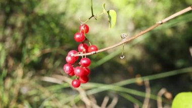 Smilax aspera ya da kaba yosun olarak da adlandırılan kırmızı böğürtlen kümesi, parlak güneşli bir günde rüzgarda uçuşan meyveler, makro lensler,