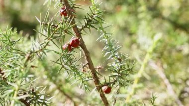 Yeşil yapraklı ardıç ağacı dalları ve kırmızı koniler. Güneşli ve rüzgarlı bir gün.
