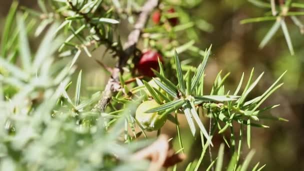 Κλάδος Αρκεύθου Πράσινα Φύλλα Και Μαύρους Και Κόκκινους Κώνους Είναι — Αρχείο Βίντεο