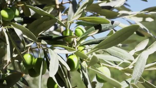 Hermosas Aceitunas Verdes Rama Día Soleado Ventoso Lente Macro — Vídeos de Stock