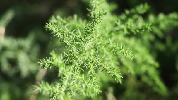 Stem Asparagus Acutifolius Common Name Wild Asparagus Stem Much Branched — Stock Video