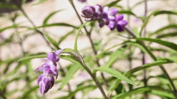 Lila Blomma Salvia Med Gröna Blad Makro Lins Dess Blåsiga — Stockvideo