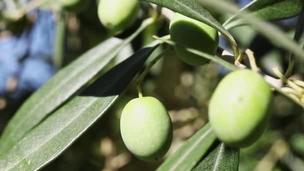 美丽的绿色橄榄在阳光明媚 多风的天气里生长在枝条上 宏观镜片 — 图库视频影像