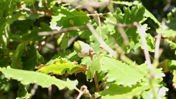 多毛橡木的枝条也被称为短柔毛橡木或带有绿色橡果的鹌鹑 在阳光明媚 多风的天气里 — 图库视频影像