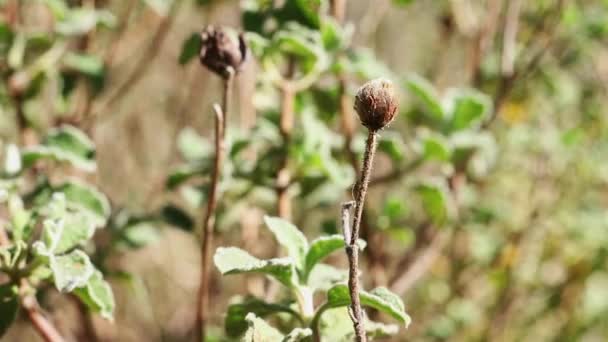 Long Stems Dried Flowers Sage Leaved Rock Rose Salvia Cistus — Stock Video