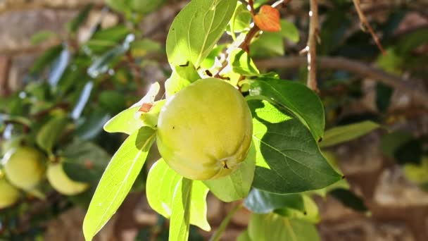 Gelbe Quittenfrucht Zweig Einem Sonnigen Und Windigen Tag Hintergrund Mehrere — Stockvideo