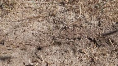 Yoğun siyah karıncalar içeri girip çıkıyor. Küçük doğal oyuklar yiyecek topluyor. Güneşli bir yaz günü ve toprak kurumuş.