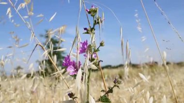 Güzel mallow çiçekleri - malva sylvestris veya yaygın malva - ve kuru yulaf sapları, koyu damarlı mor yapraklar, aydınlık ve rüzgarlı bir gün 