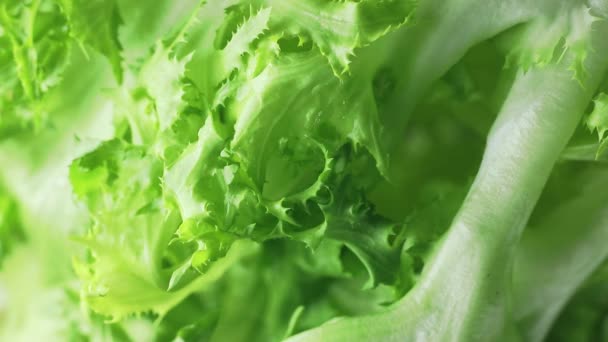 Salada Folhosa Verde Com Gotas Água Macro — Vídeo de Stock