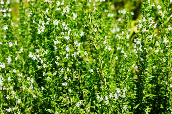 Hermosas Flores Blancas Invierno Savory Satureja Montana — Foto de Stock