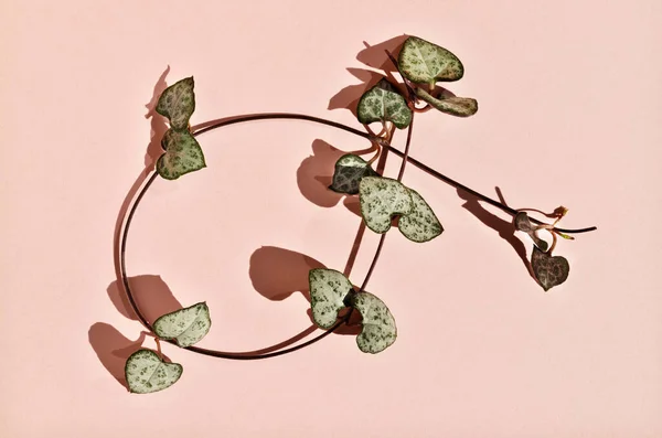 Virágzó Növény Ceropegia Woodii Nevezik Lánc Szív Vagy Szívek Rózsaszín Jogdíjmentes Stock Fotók