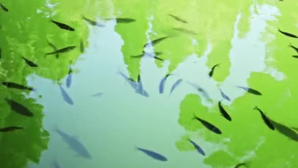Pesci Che Nuotano Nello Stagno Bellissimi Riflessi Arborei Sulla Superficie — Video Stock
