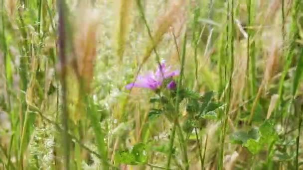 Piękny Kwiat Malwy Malva Sylvestris Lub Malva Nieuprawianej Łące Fioletowe — Wideo stockowe