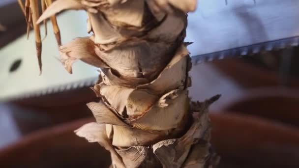 鍋の植物を手でソーイング — ストック動画