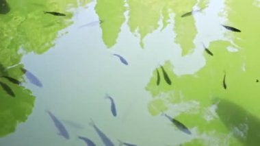 Gölette yüzen balıklar, su yüzeyinde güzel ağaç yansımaları. 