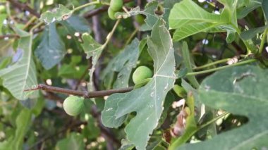 Güzel incir ağacı, parlak rüzgarlı bir günde sıradan incir dalında iki olgunlaşmamış meyve.