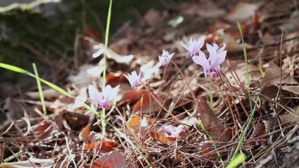 美丽的野粉色环形山花生长在树叶间的草地上 — 图库视频影像