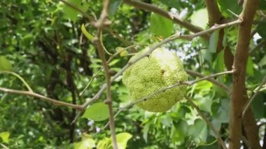 Ozaj portakallı sarı meyve ya da yapraklı maclura pomifera, sert yüzeyi olan güzel meyve. 
