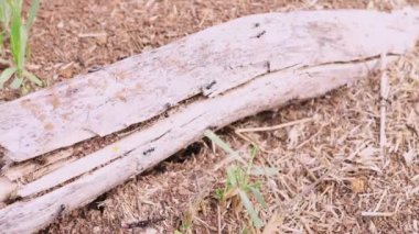 Kuru gövdede hareket eden karıncalar yere düştü, çorak topraklarda çimenler döküldü.