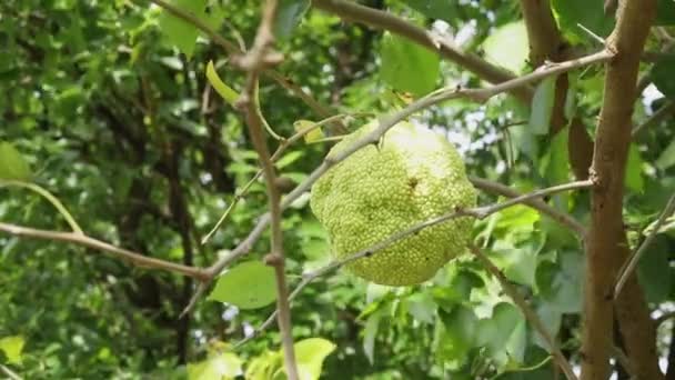 Ozaj Portakallı Sarı Meyve Yapraklı Maclura Pomifera Sert Yüzeyi Olan — Stok video
