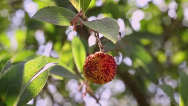 Κόκκινα Κίτρινα Φρούτα Του Arbutus Unedo Φράουλα Δέντρο Μια Ηλιόλουστη — Αρχείο Βίντεο