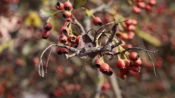 Červené Plody Hlohu Obecného Crataegus Monogyna Větvi Slunečný Větrný Den — Stock video