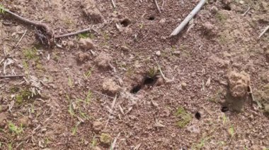 Toprak deliklerine girip çıkan karıncalar, çimen delikleri ve çorak topraklara saplanan sopalar.