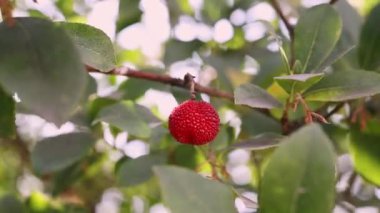 Arbutus Unedo 'nun kırmızı meyvesi ya da açık güneşli bir günde çilek ağacı, yeşil yapraklar arasında sert yüzeyi olan güzel meyve.