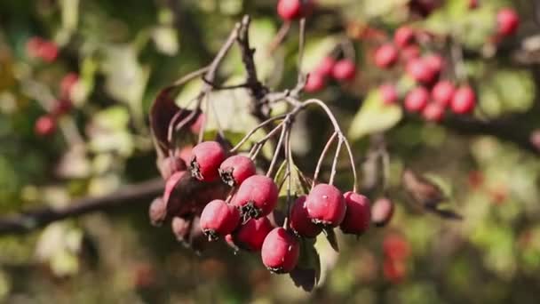 Red Fruits Common Hawthorn Crataegus Monogyna Branch Its Sunny Windy — Stock Video