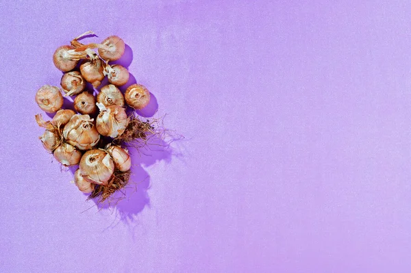 Virághagymák lila háttér — Stock Fotó