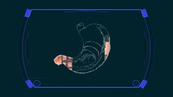 Estrutura Estômago Diagrama Anatômico — Vídeo de Stock