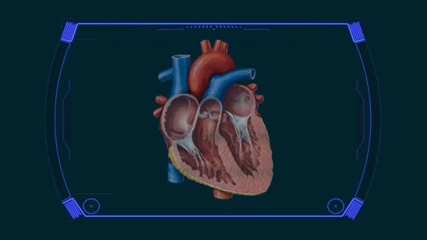 Diagrama Anatomia Estrutura Cardíaca — Vídeo de Stock