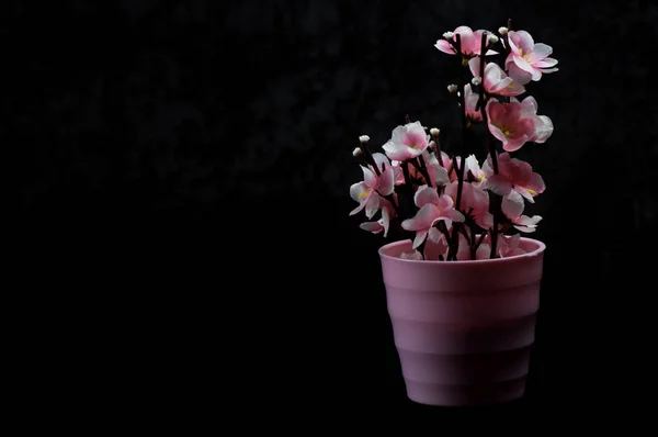 Flores de cor preta plantadas em vasos de flores no chão — Fotografia de Stock