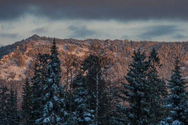 Forêt Enneigée Dans Les Montagnes Aube Paysage Hivernal — Photo