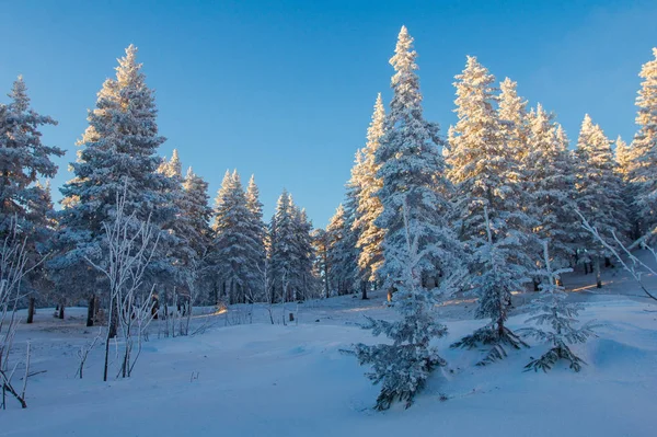 黎明时分 山上积雪覆盖的森林 冬季景观 — 图库照片