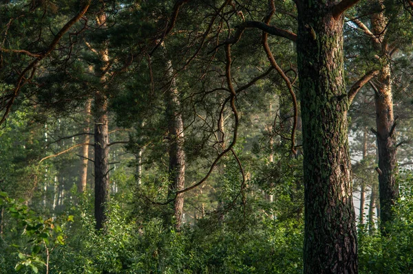 Ködös Erdő Kora Nyári Reggel Táj — Stock Fotó